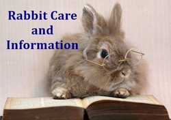 rabbit-book-glasses&textarticles2