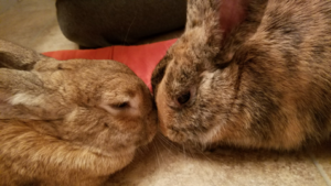 Maple and Jemma getting to know each other. Photo by Alison Wall.