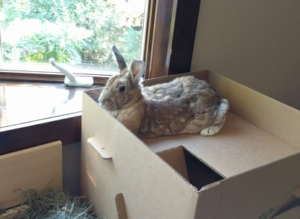 Sunshine enjoying her new home. Photo courtesy of Jessica Riel.