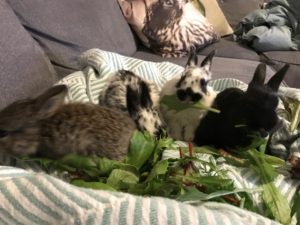 Baby bunnies eating lettuce