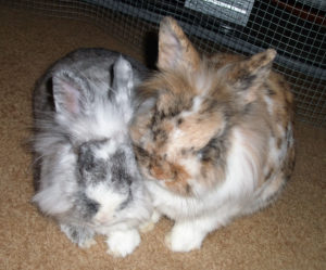 Yolanda's own buns cuddling