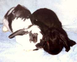 Adopt Dusty and Isaac