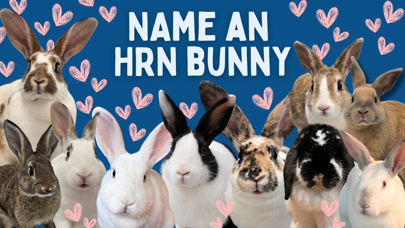 Baby Bunny Snuggles (3)